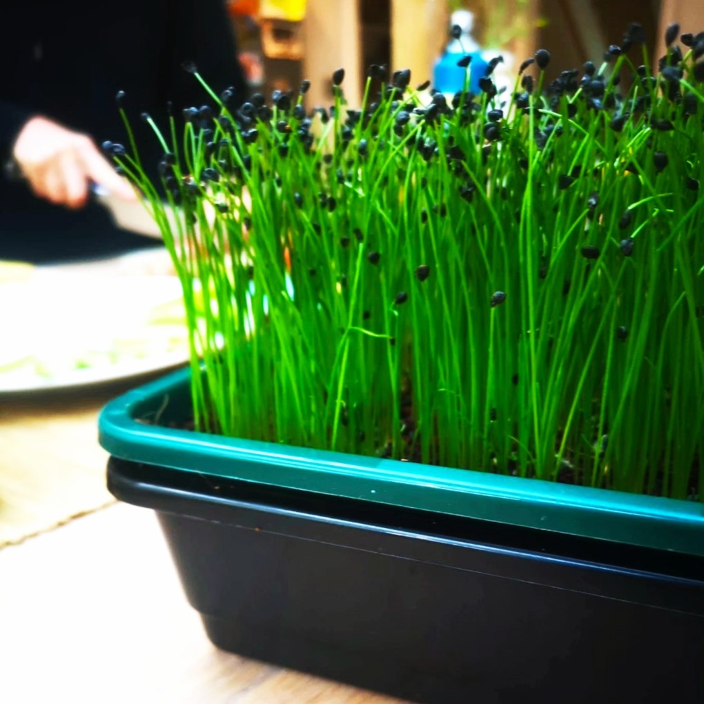 Heavy Duty Small Microgreens Growing Tray - With Holes