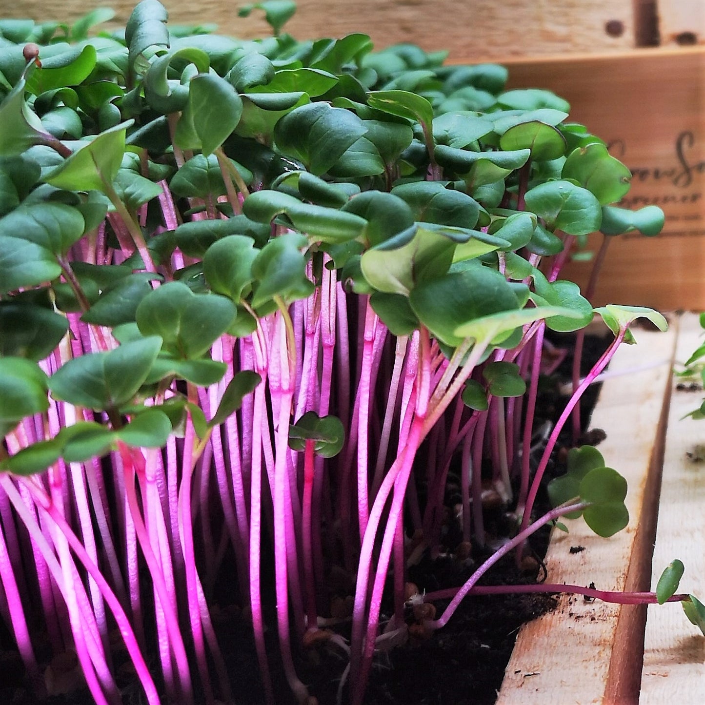 Pink Kale Microgreen Seeds