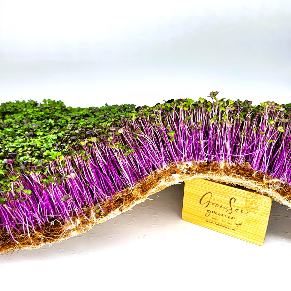Trays of microgreens growing side by side, including purple-stemmed radish