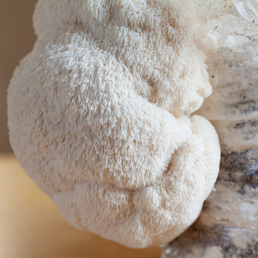 Lion’s Mane Ready-to-Fruit Block — 2.5 kg (OF&G-Certified Organic)