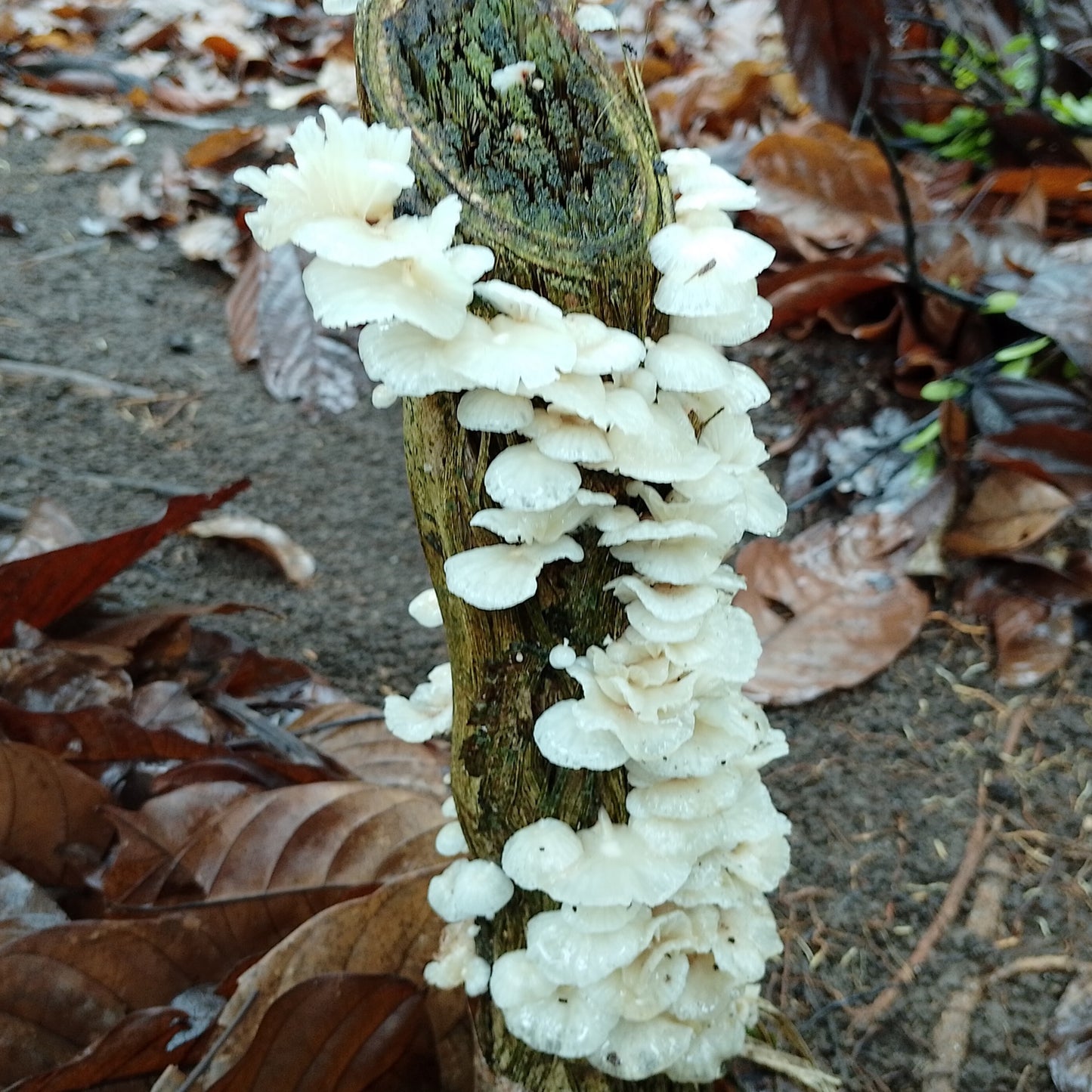 Fir Oyster log kit