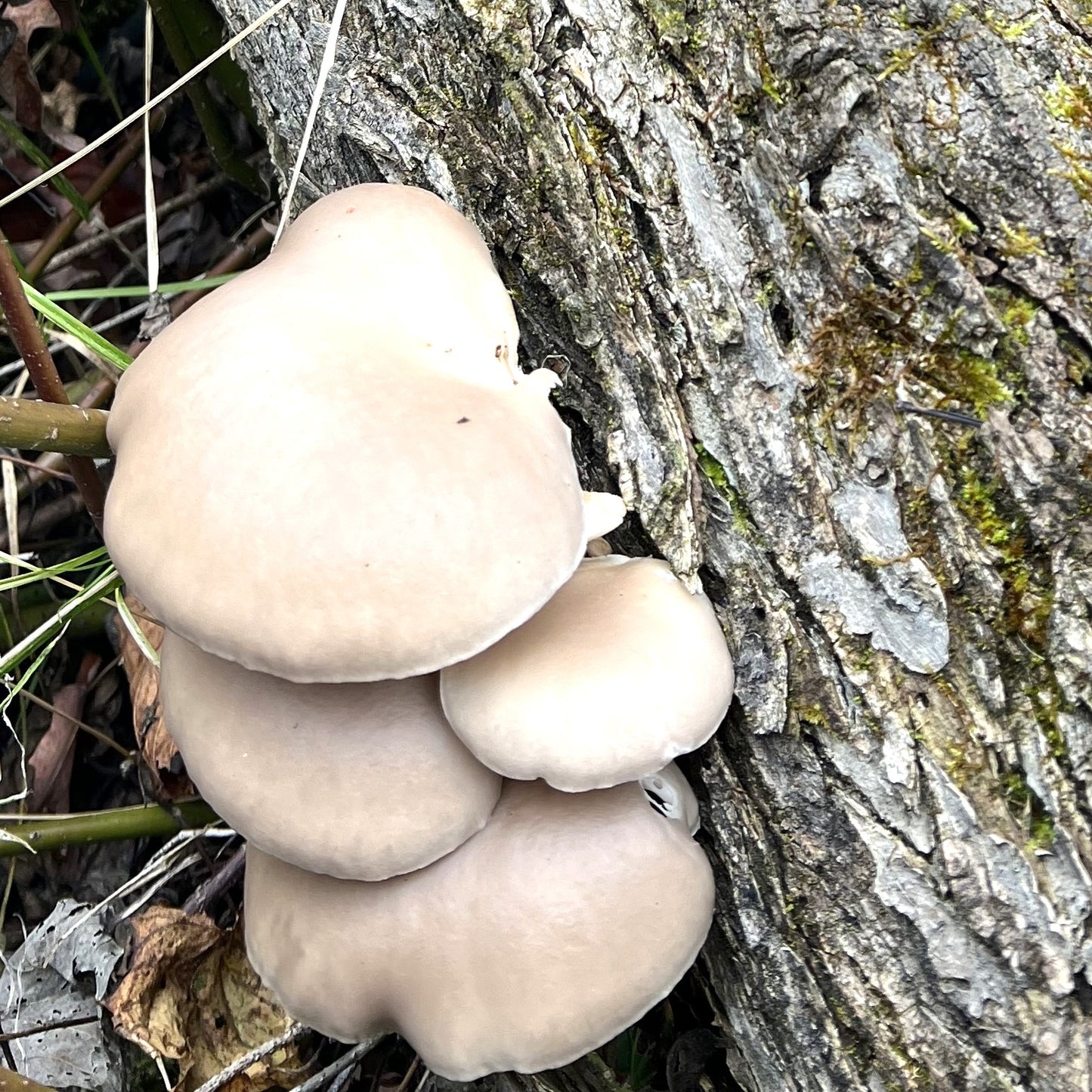 Pearl Oyster log kit