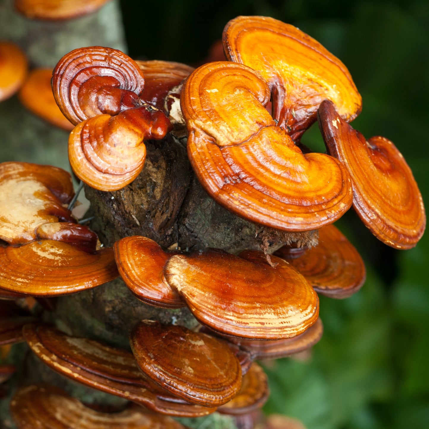 Reishi log kit