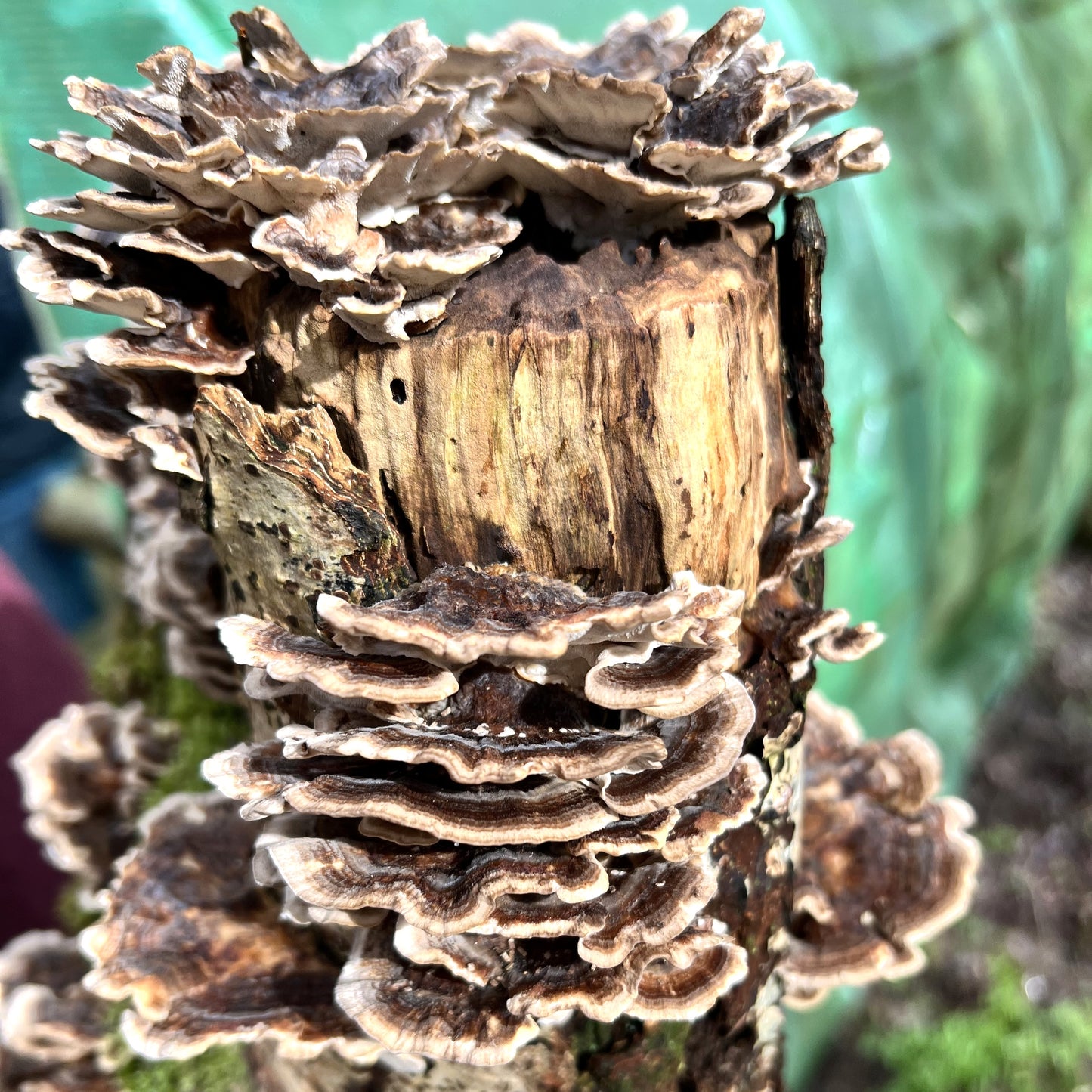 turkey tail log kit