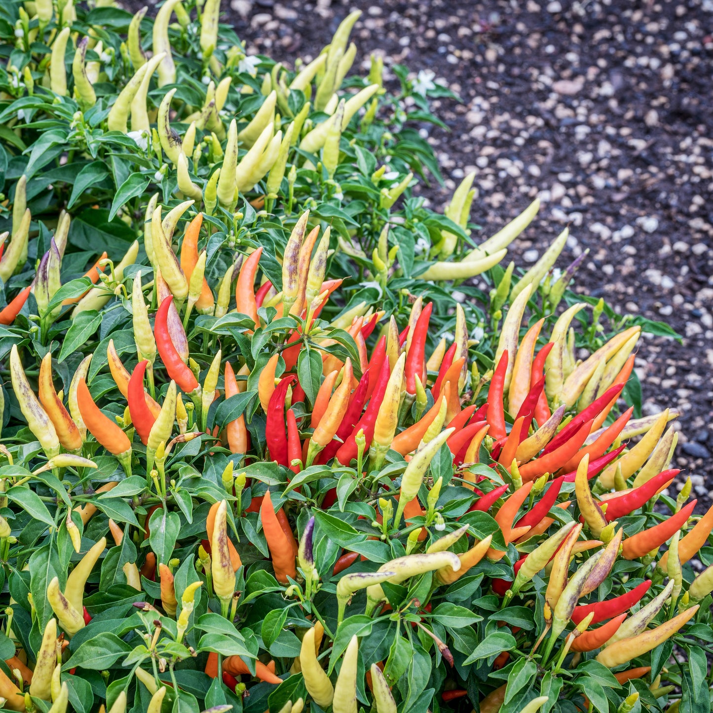 Chilli Growing Kit