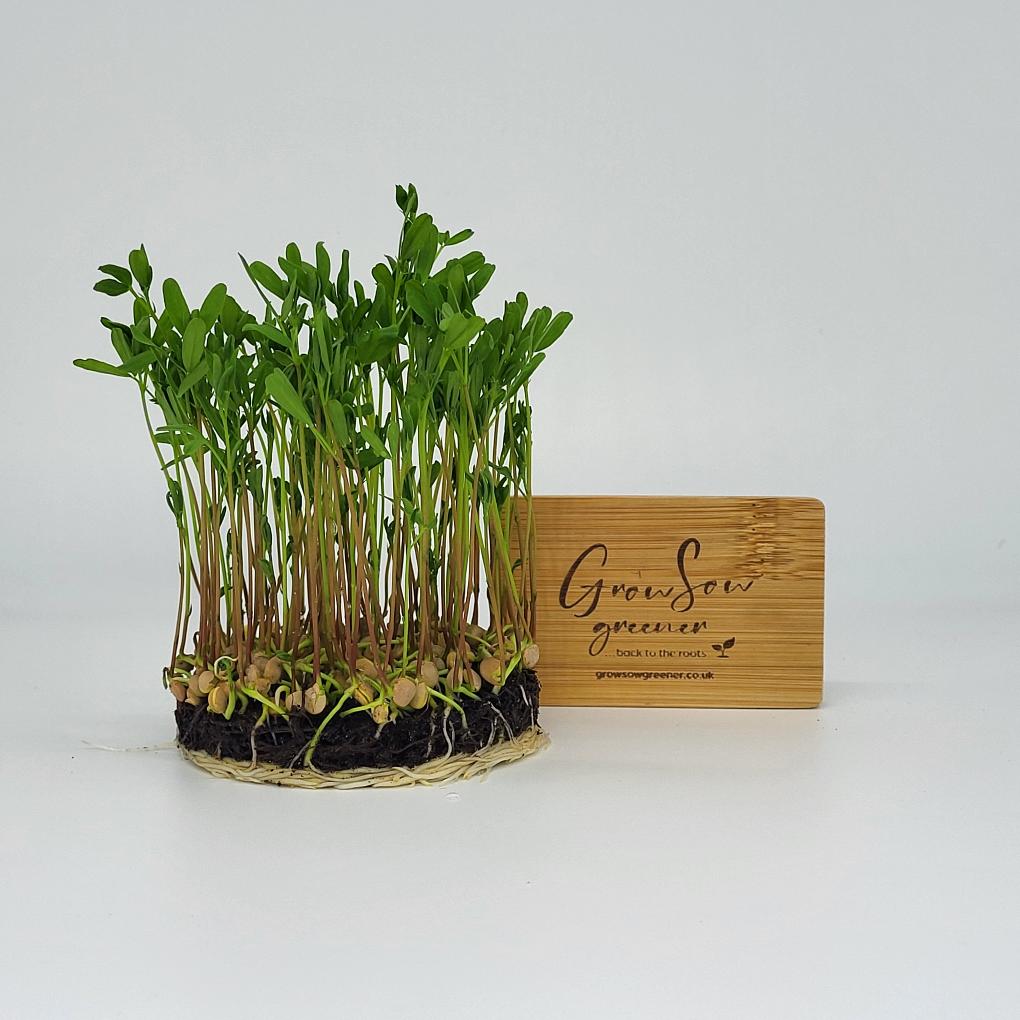 lentil plant seeds Organic Red Lentil Sprouting Seeds