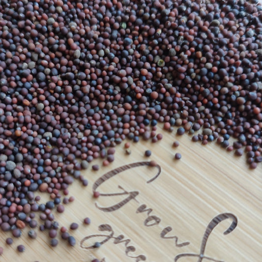 Pink Kale Microgreen Seeds