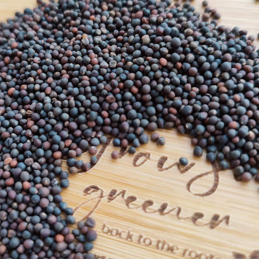 Kale Red Russian Microgreen Seeds