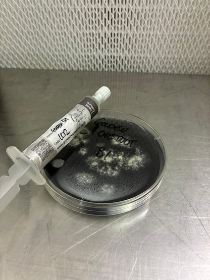 Golden Chestnut Liquid Culture -10ml Syringe