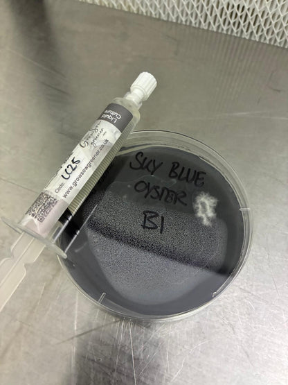 Sky Blue Oyster Liquid Culture -10ml Syringe