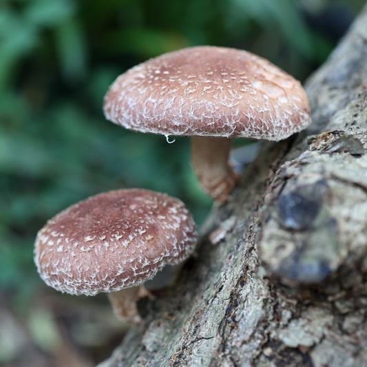 Shitake log kit