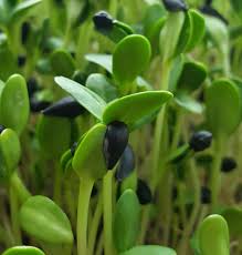 Black Oil Sunflower Microgreen Seeds