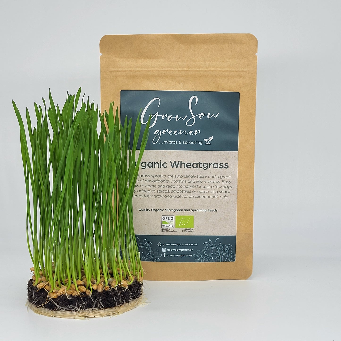 Organic Wheatgrass Microgreen and Sprouting Seeds