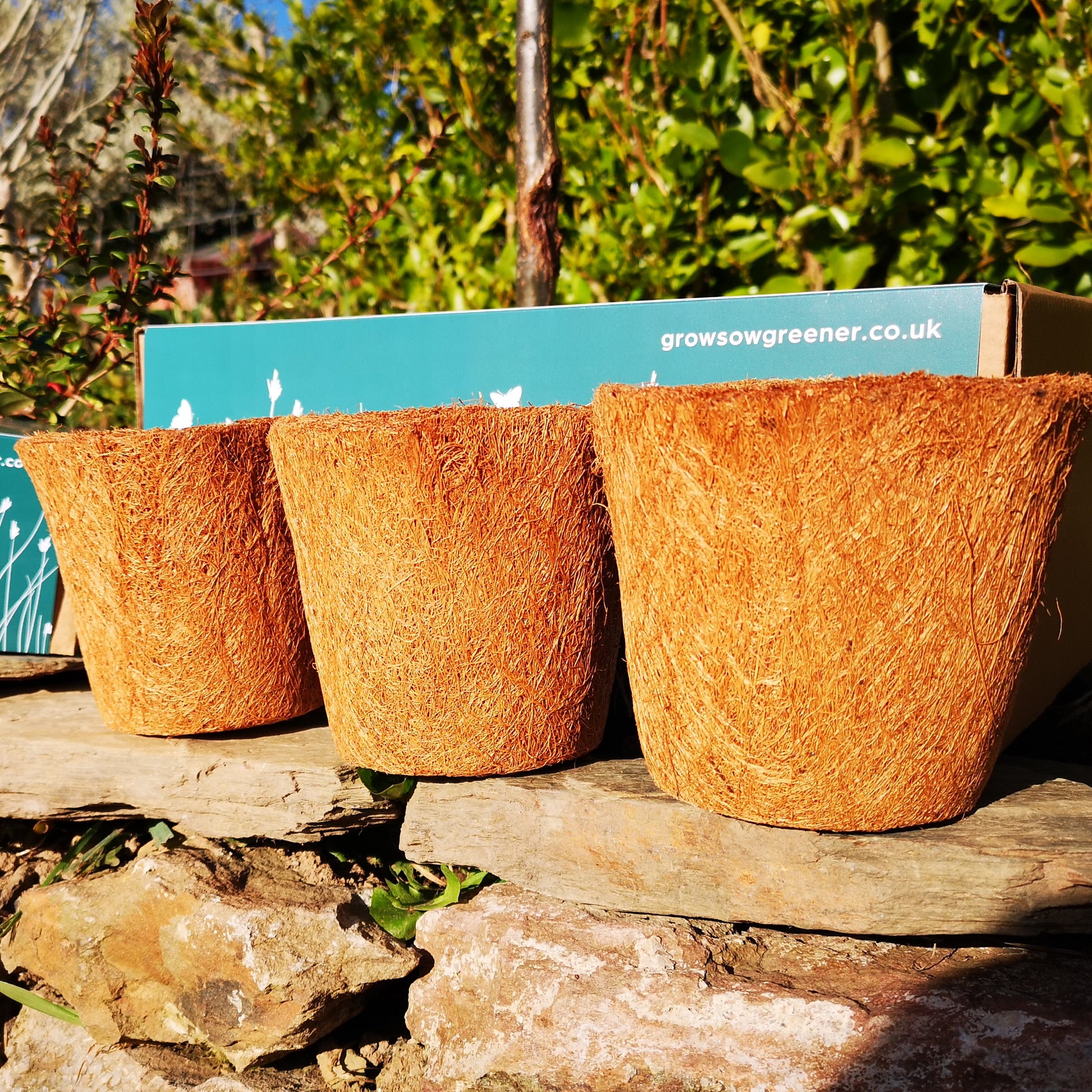brown biodegradable coco coir pots on a rock wall with packaging box behind them