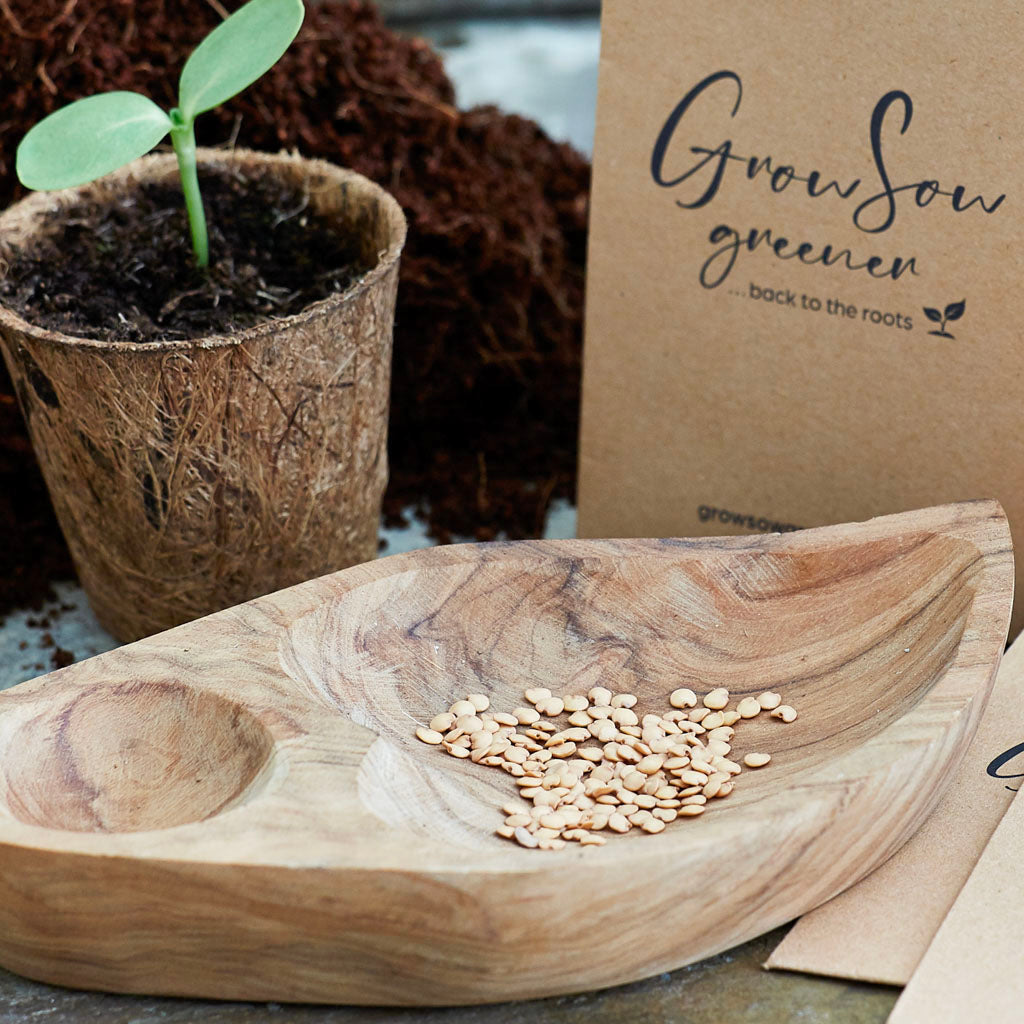 A bowl of aubergine seeds with coco pot nd seedling