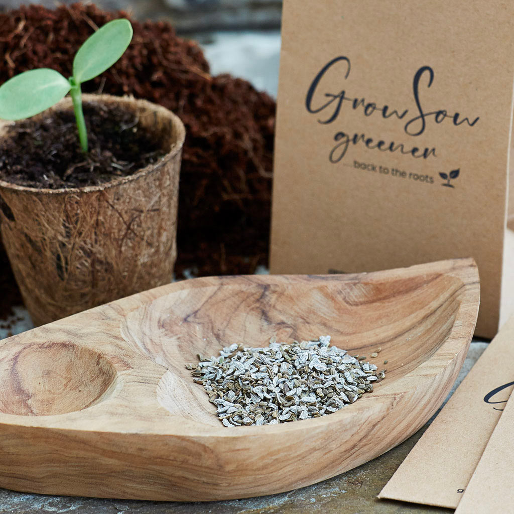 rainbow carrot seeds with a seedling and seed packet behind