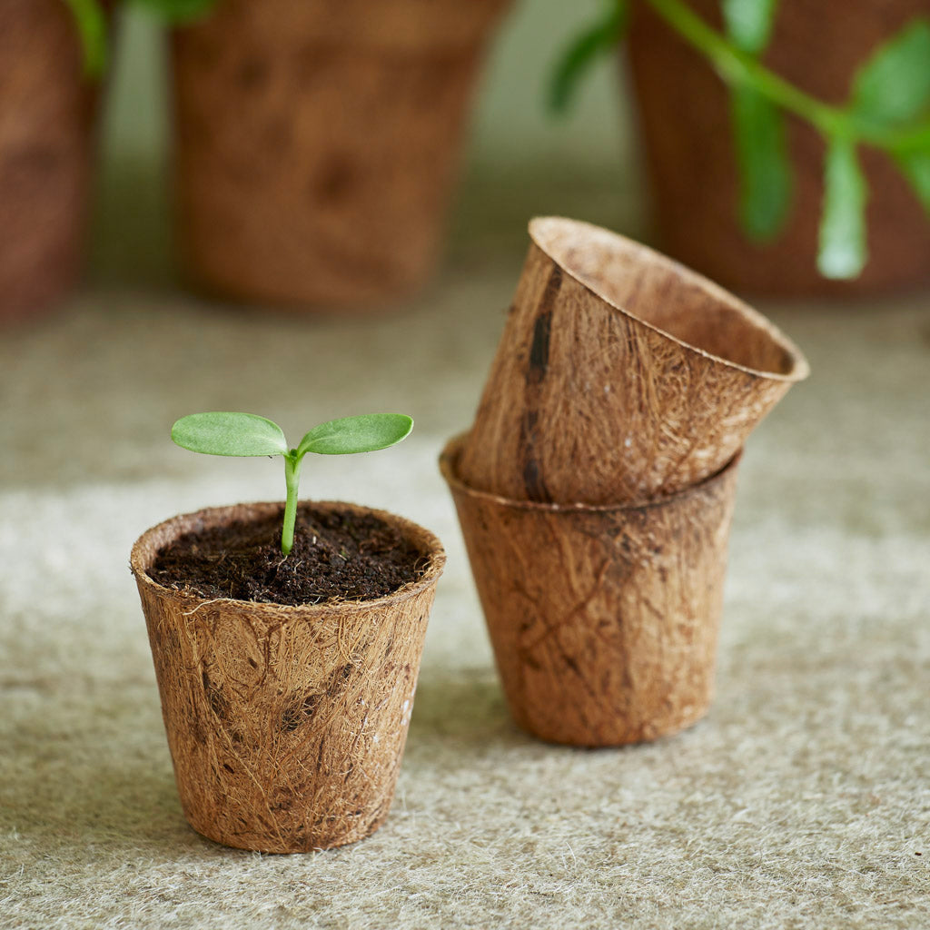 biodegradable small coco pots with seedling