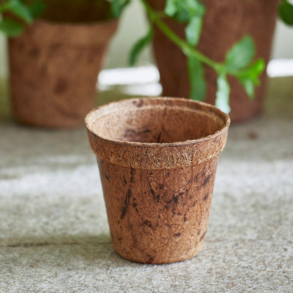 8cm bio coir pot