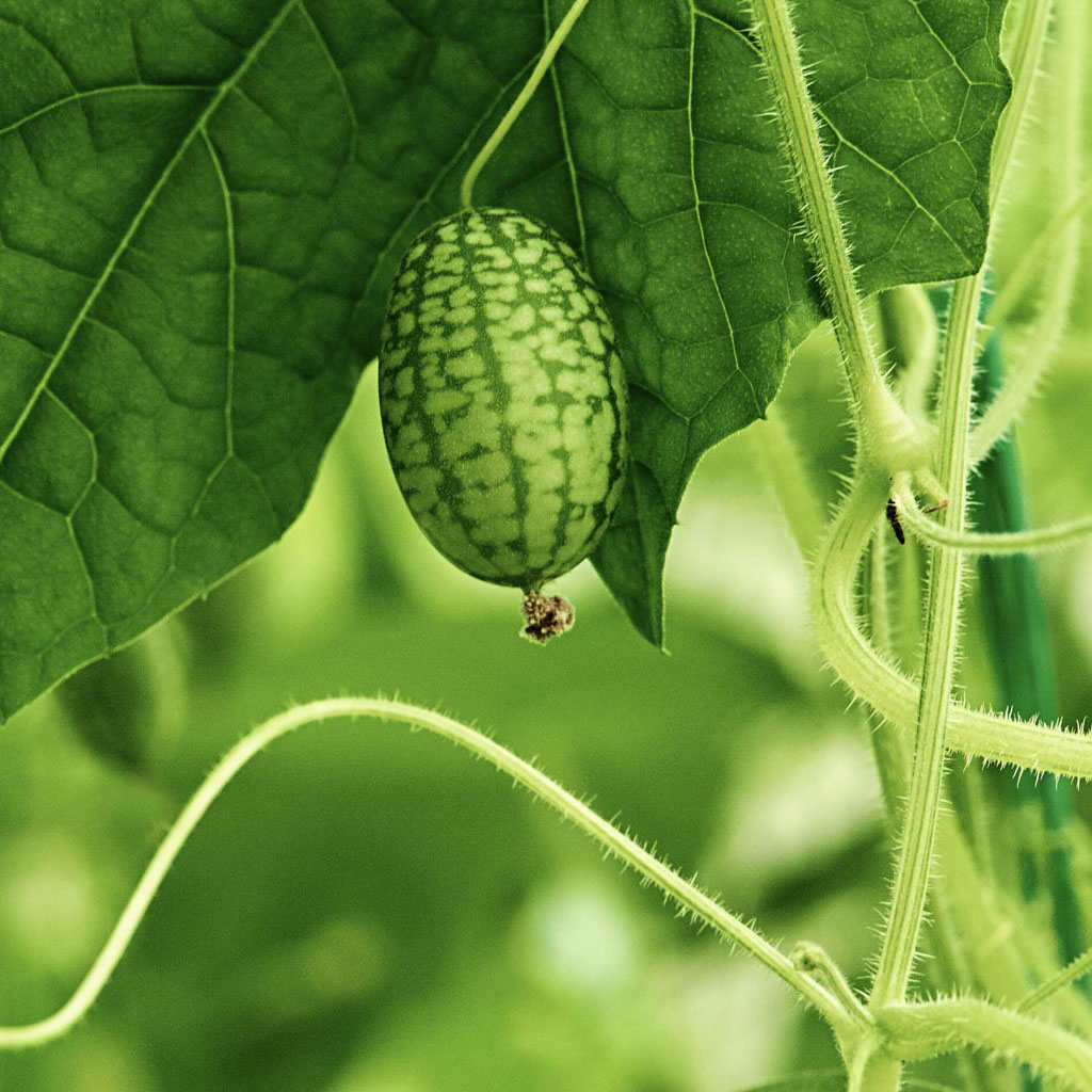 a single cucamelon hangs off the vine looking like a mini watermelon