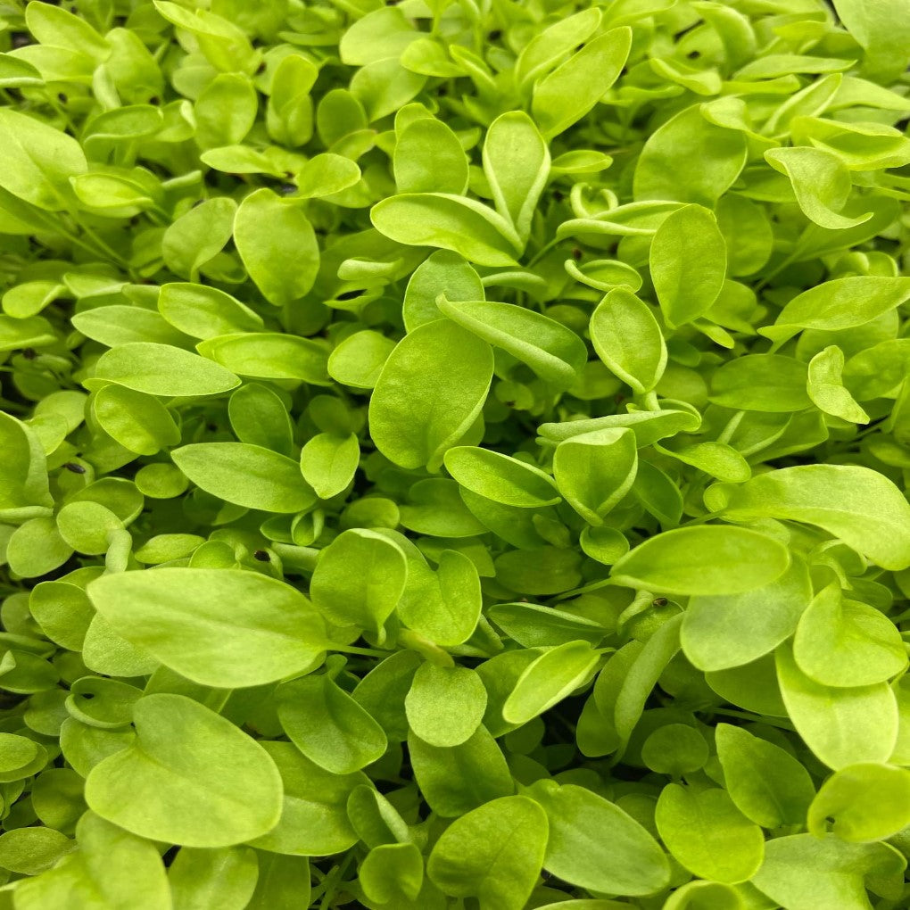 Green Sorrel | De Belleville | Micro herb Seeds