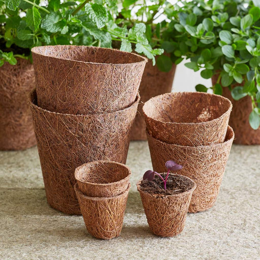organic biodegradable coir pots with herbs 