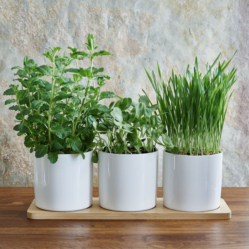 herbs growing in a ceramic herb planting set