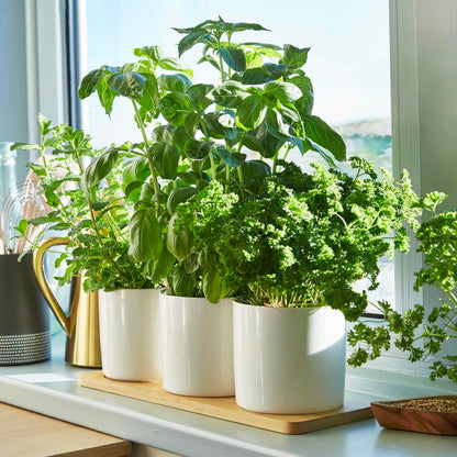 a set of three ceramic herb planters with herbs in the window