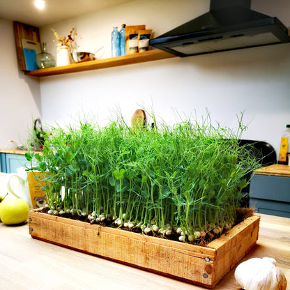 The Market Garden on a Window Sill