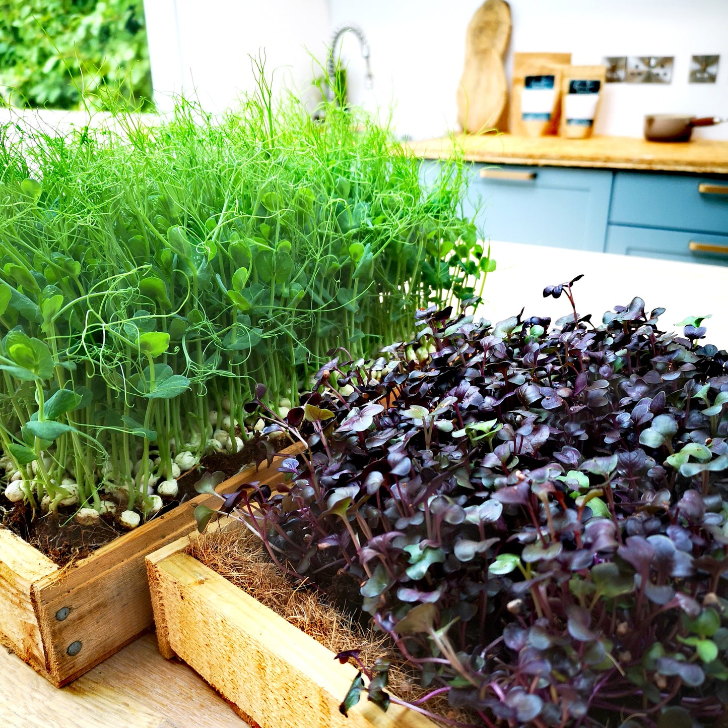 The Market Garden on a Window Sill