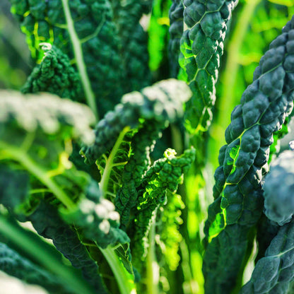 the serrated leaves of the cavolo nero kale plant