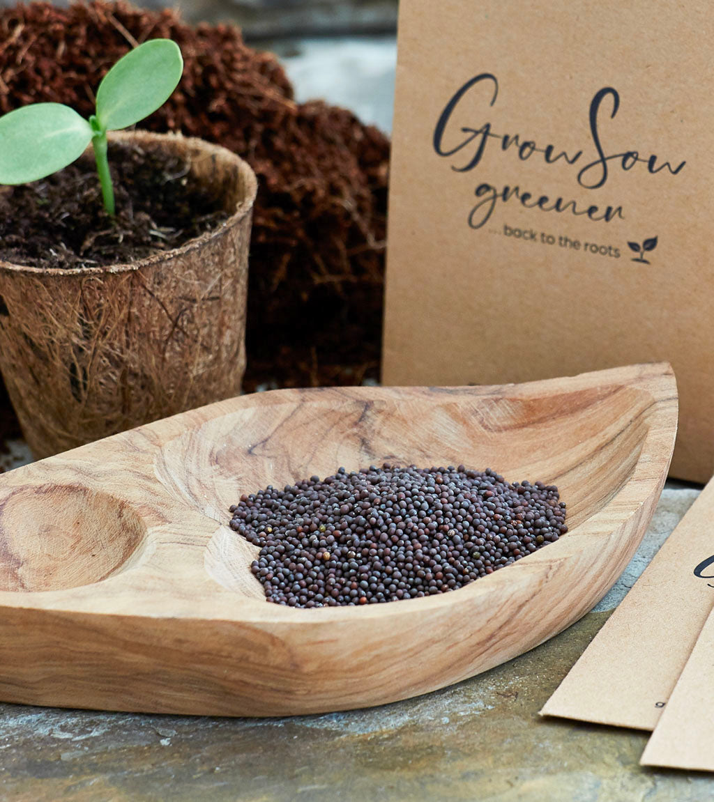 a bowl of dark coloured mustrd seeds and  seedling in a biodegradable pot