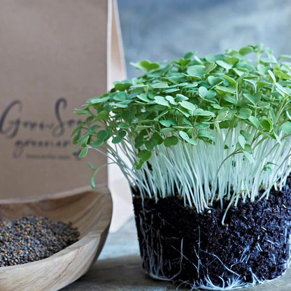 Organic Rocket Microgreens & Sprouting Seeds