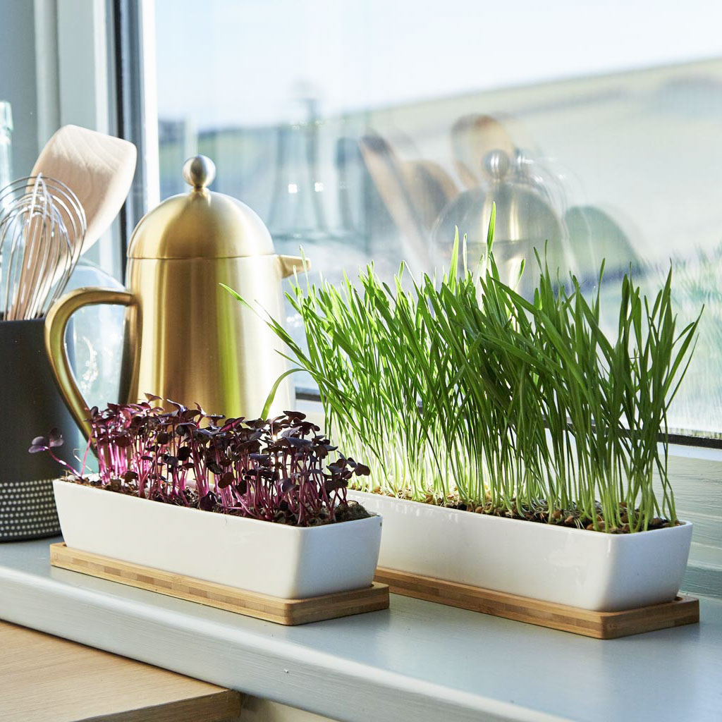 Organic Wheatgrass Microgreen and Sprouting Seeds