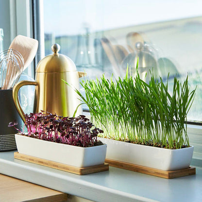 Organic Wheatgrass Microgreen and Sprouting Seeds