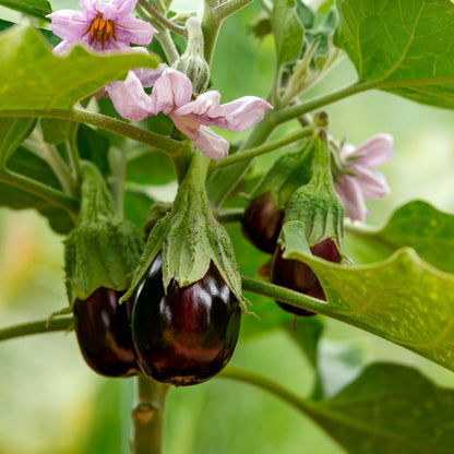 two small black aubergines growing