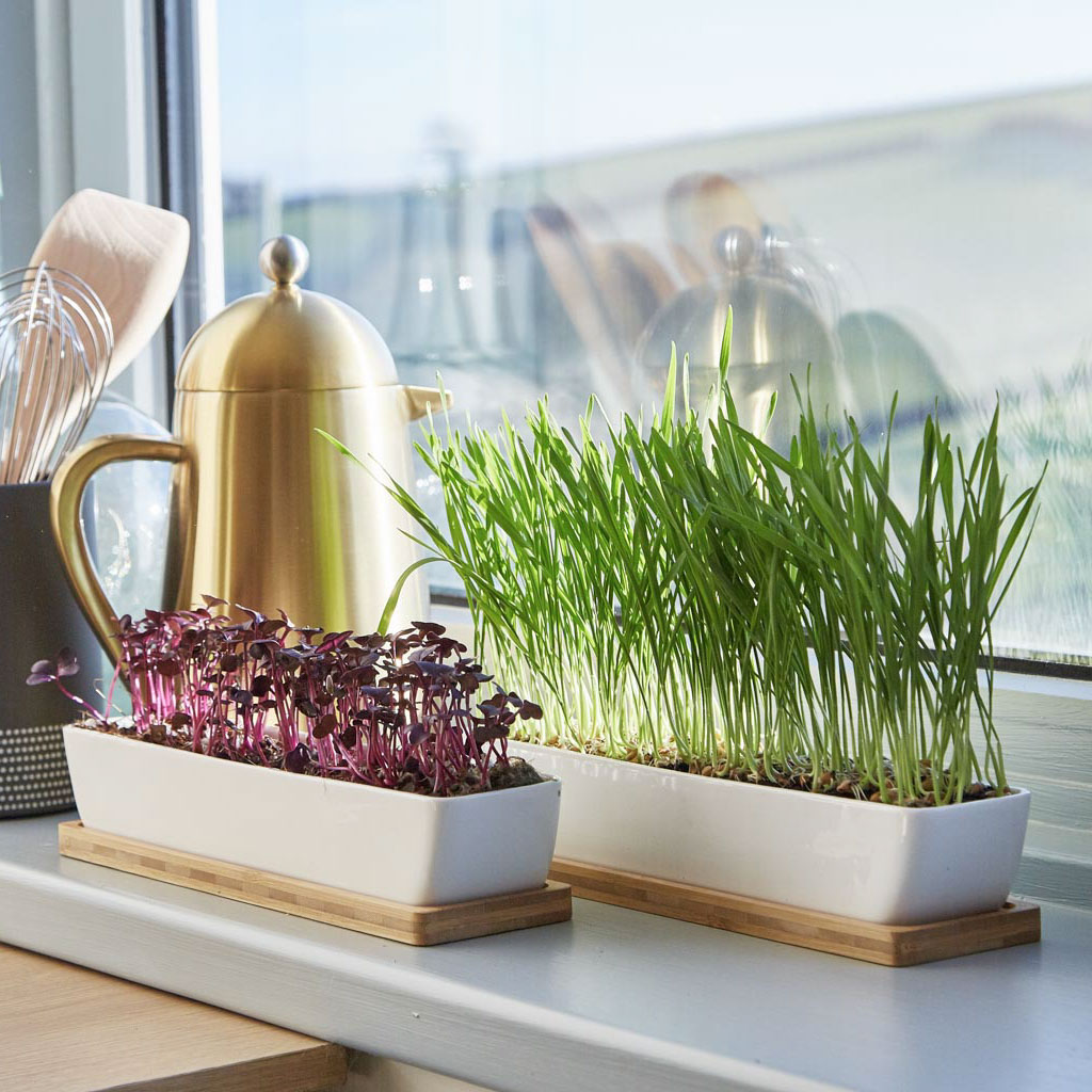 two white ceramic planters on a kitchen window sill