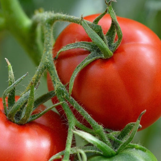 Organic St Pierre Tomato Seeds