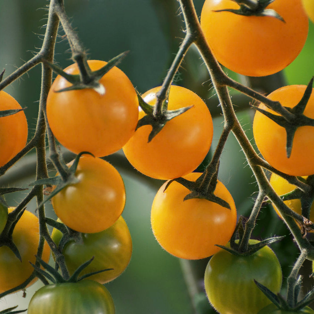 golden crown cherry tomatoes growing in the uk