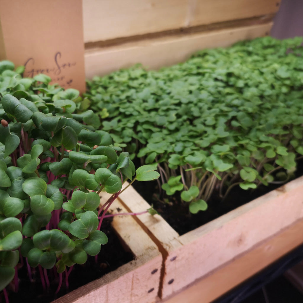 plants in wooden seed trays