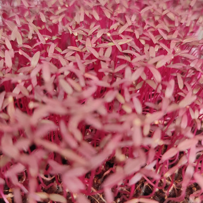 Red Amaranth Micro herb Seeds