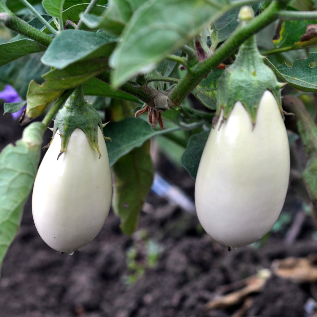 two white aubergines on a healthy green plant.
