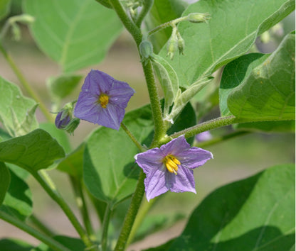 two blue aubergine flowers before seed