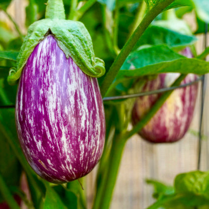 purple and white striped pinstripe aubergines growing