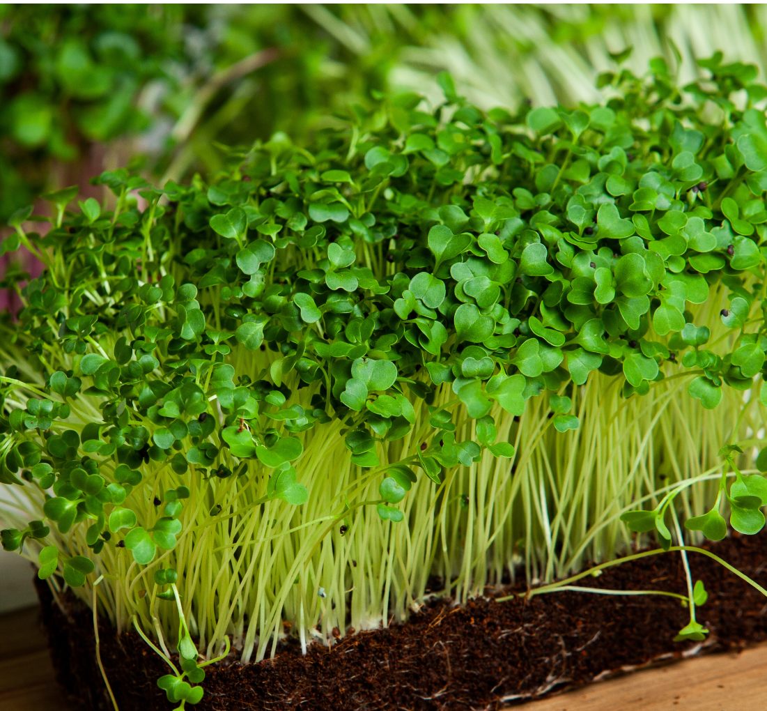 organic tuscan black microgreens growing in soil