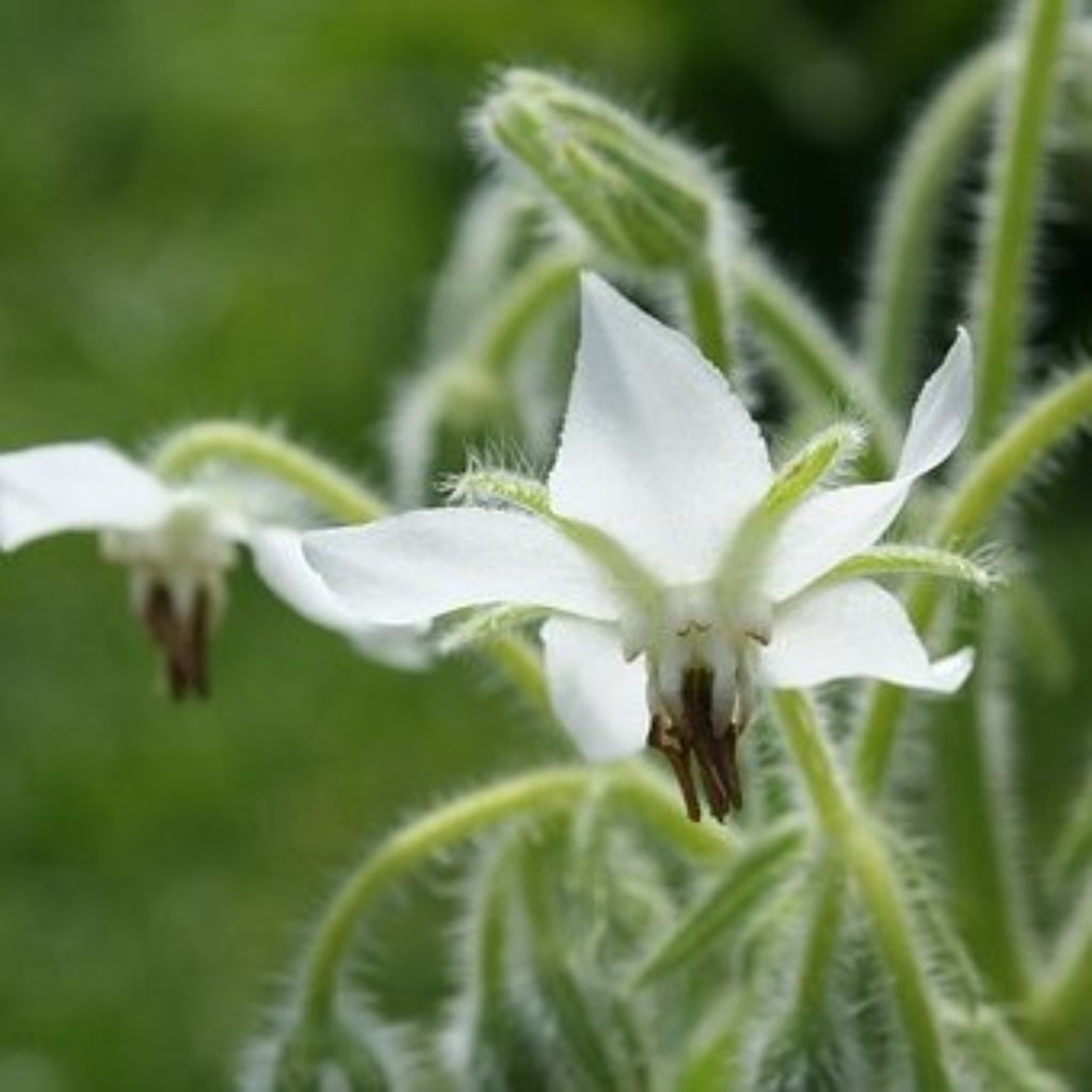 an alba white borage flower for companion planting
