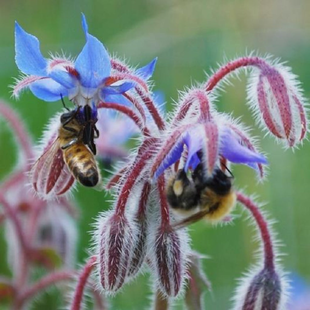 two bees on blue borage flowers for companion plants and growing eco friendly
