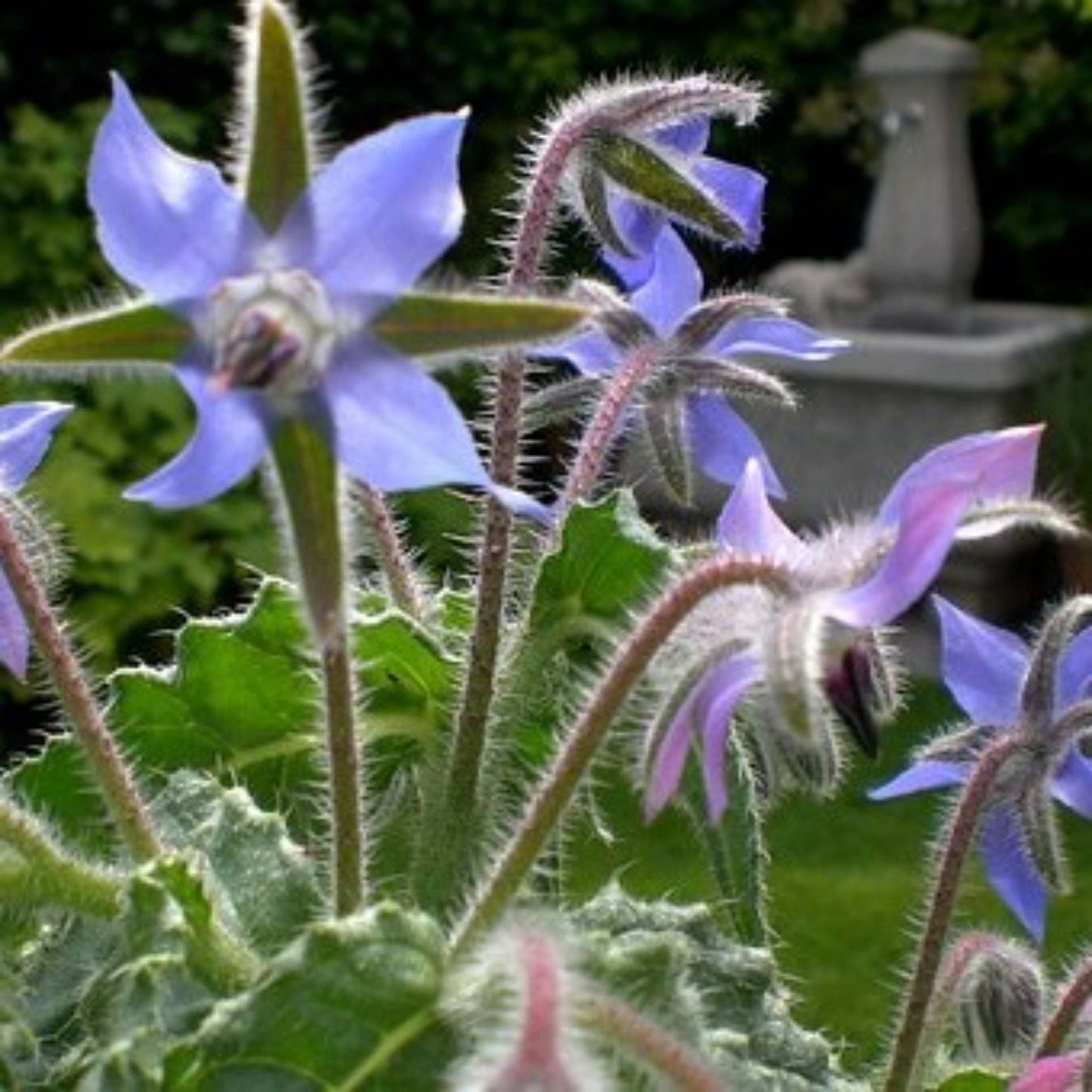 planting blue borage in the uk garden