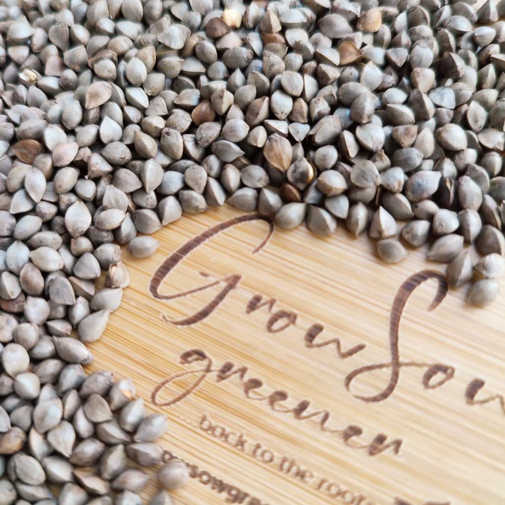 organic buckwheat sprouting seeds on a bamboo background with company logo
