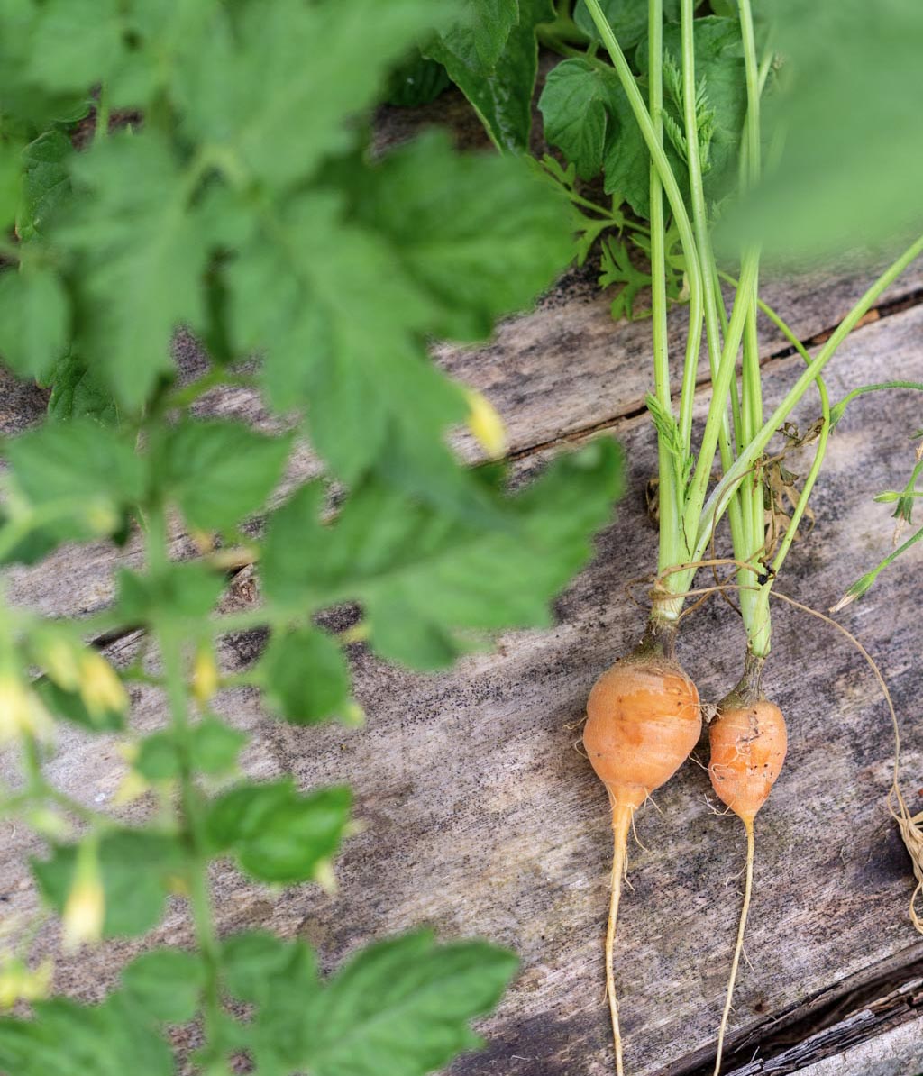 two round orange carrots on a wooden background