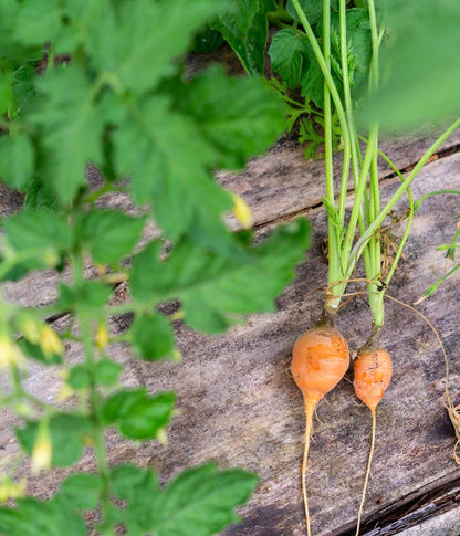 two round orange carrots on a wooden background